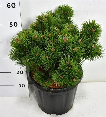 Pinus mugo &