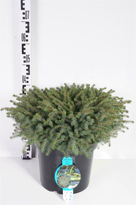 Picea mariana 'Nana'