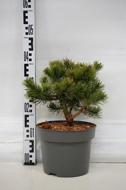 Pinus mugo &
