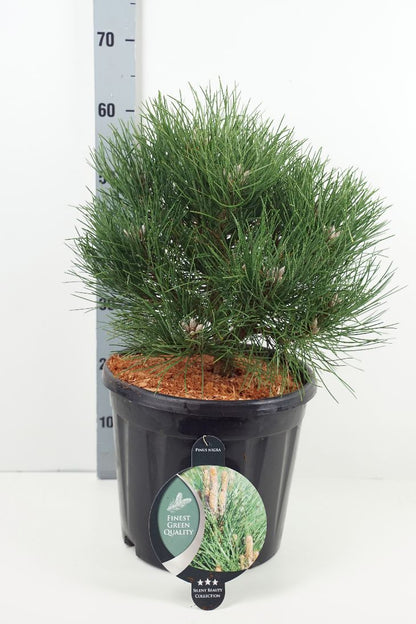 Pinus nigra &