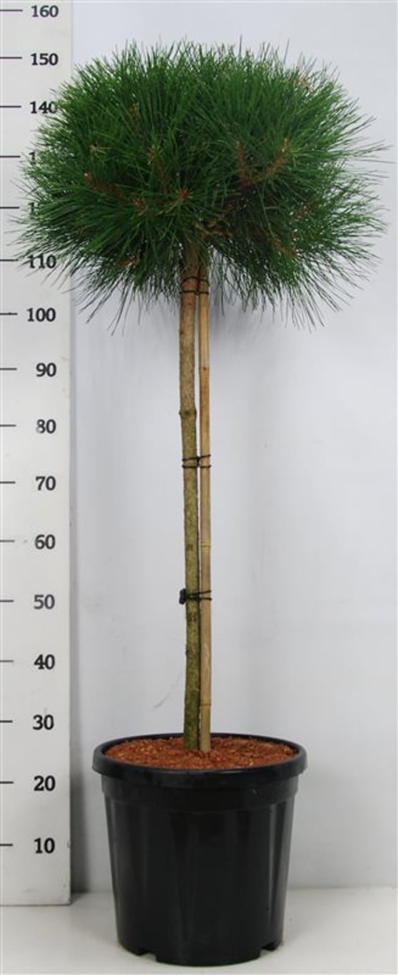 Pinus nigra &