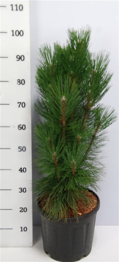 Pinus nigra &