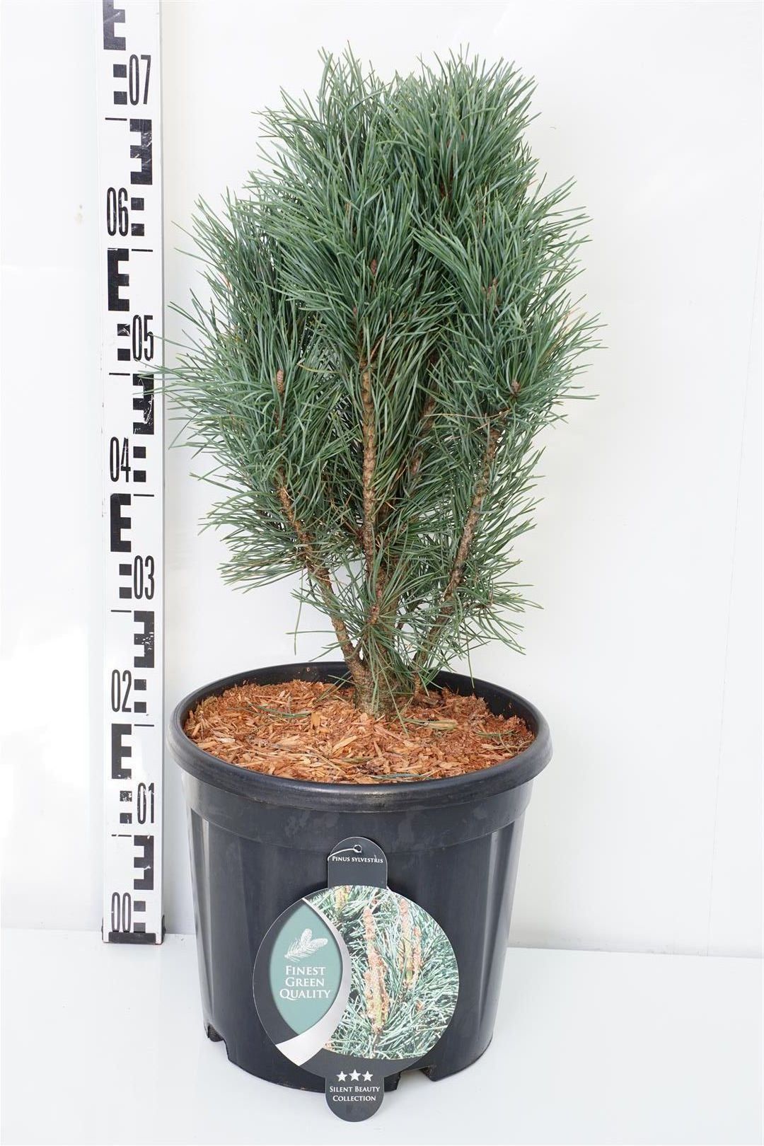 Pinus sylv. &