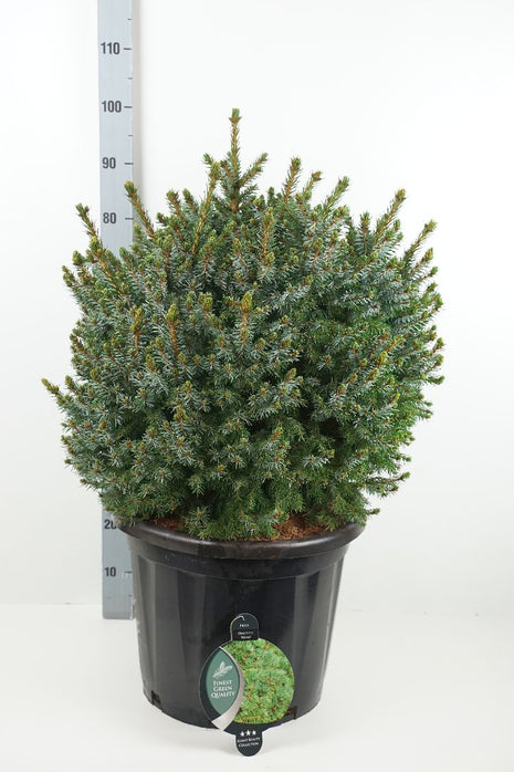 Picea omorika "Nana"