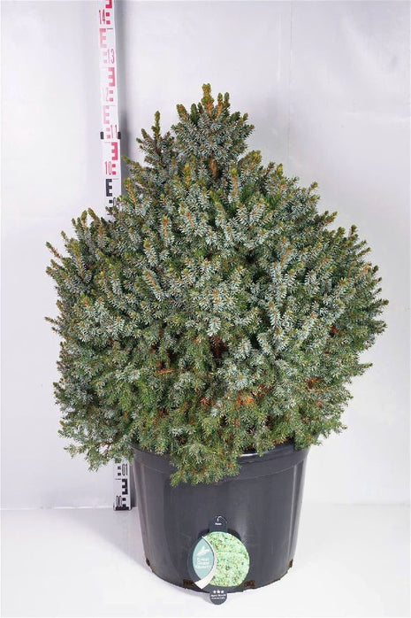 Picea omorika 'Nana'