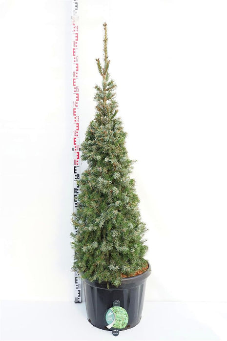 Picea omorika "Zuckerhut"