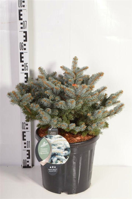 Picea pungens 'Glauca Globosa'