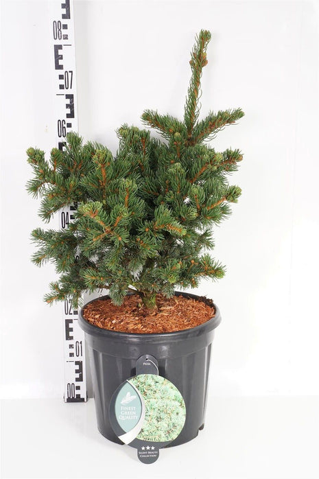 Picea pungens 'Lucky Strike'