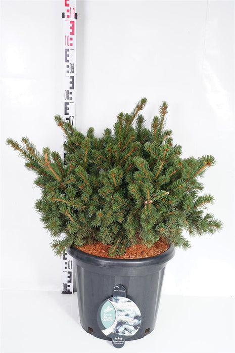 Picea pungens "Lucky Strike"