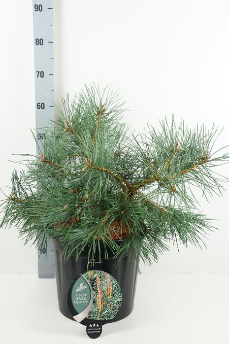 Pinus sylve. 'repens'