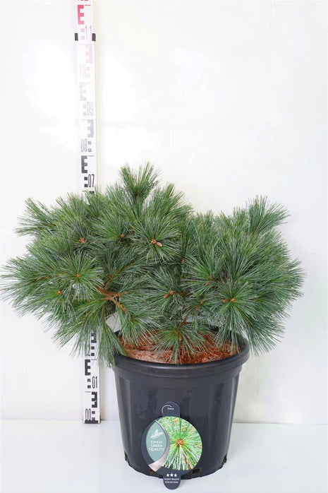 Pinus strobus "Secrest"