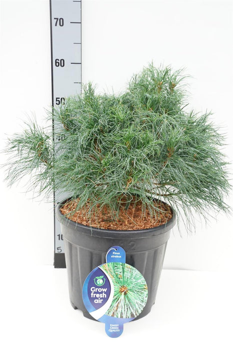 Pinus strobus 'Tiny Curls'