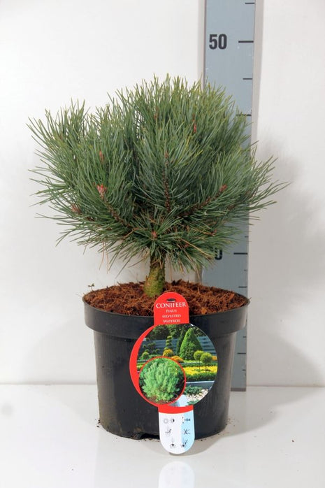 Pinus sylve. "vesivarasto"