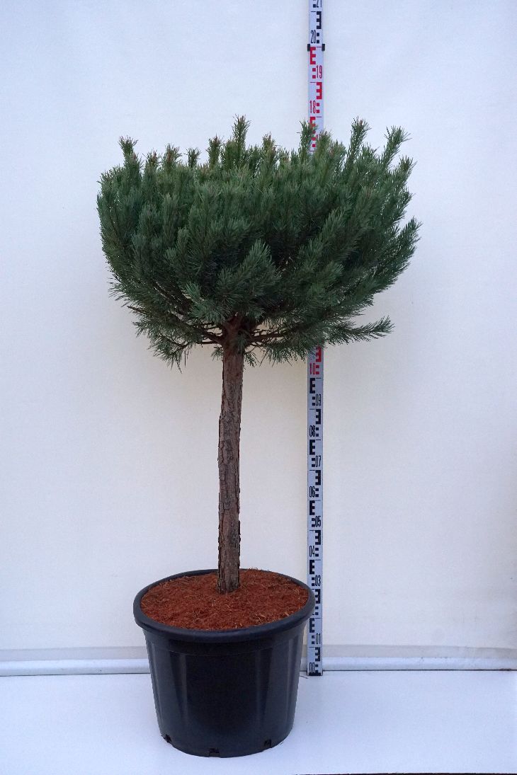 Tall sylv. &