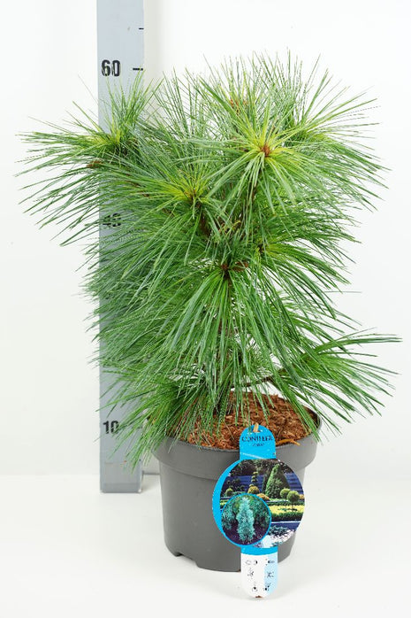 Pinus schwerinii 'Wiethorst'