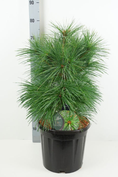 Pinus schwerinii 'Wiethorst'