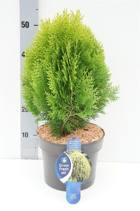 Platycladus or. 'Aurea Nana' (thuja)