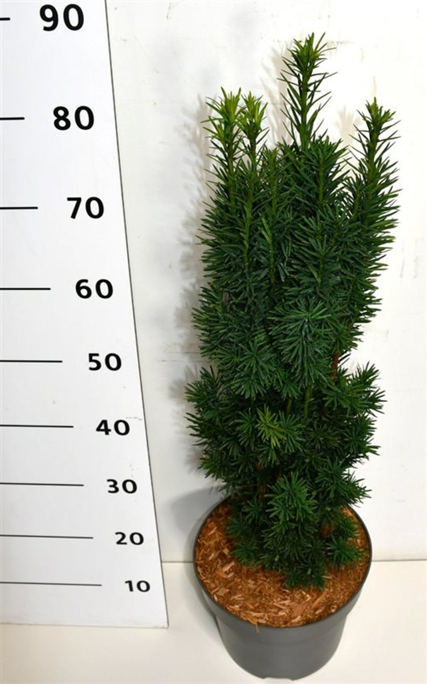 Taxus b. &
