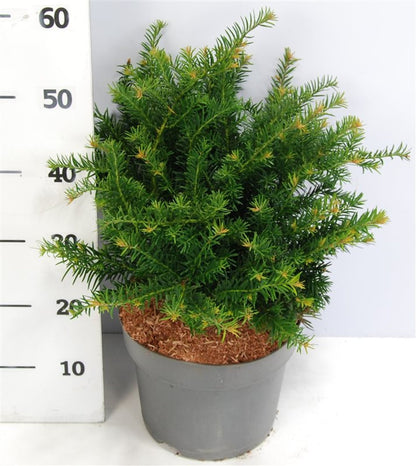Taxus b. &