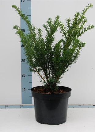 Taxus media 'Farmen'