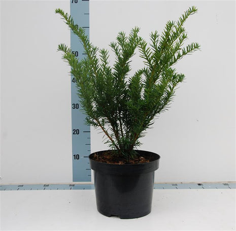 Taxus media 'Farmen'