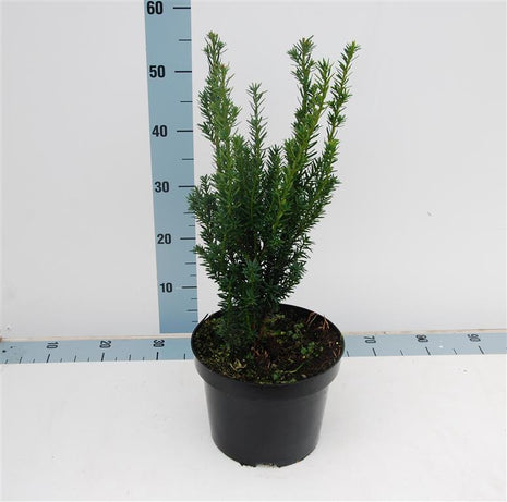 Taxus media 'Hillii'