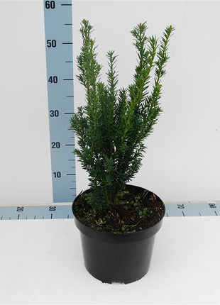 Taxus media 'Hillii'