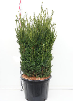 Taxus media 'Hillii'