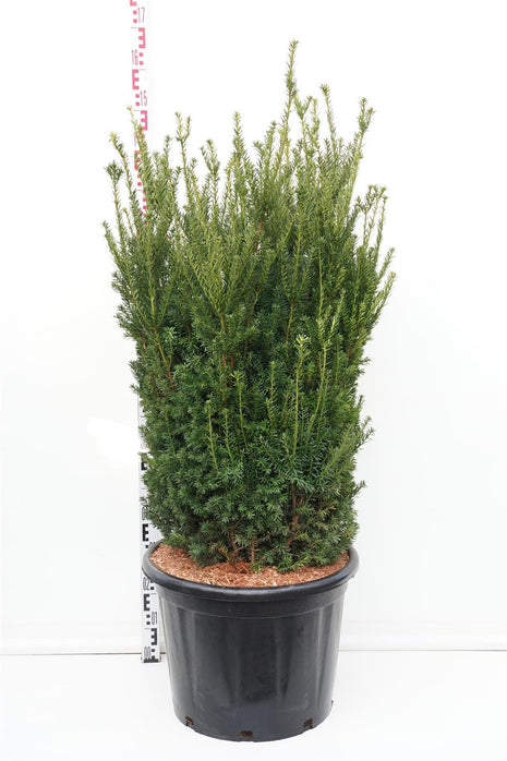 Taxus media 'Hillii'