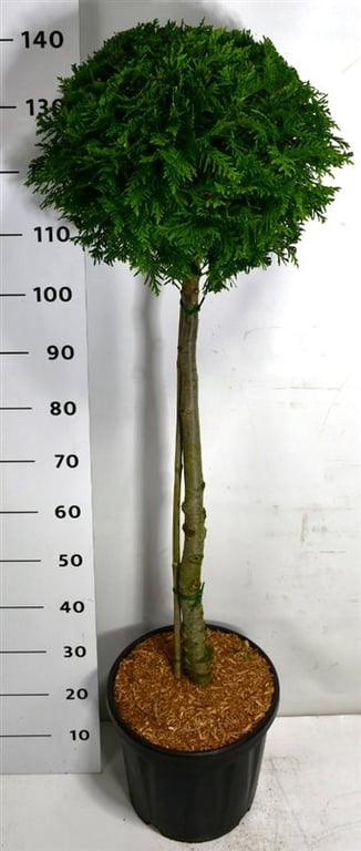 Thuja occ. &