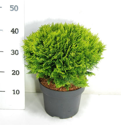 Thuja occidentalis &