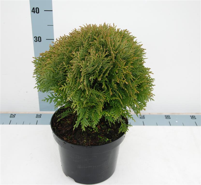 Thuja occidentalis &