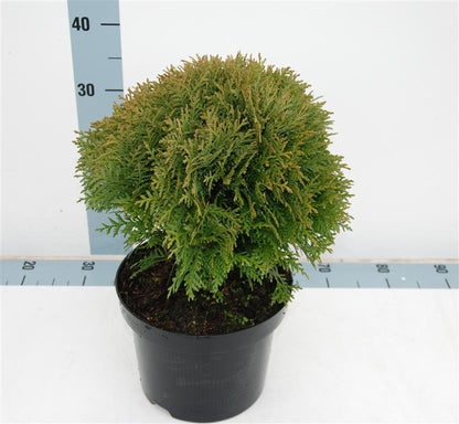 Thuja occidentalis &