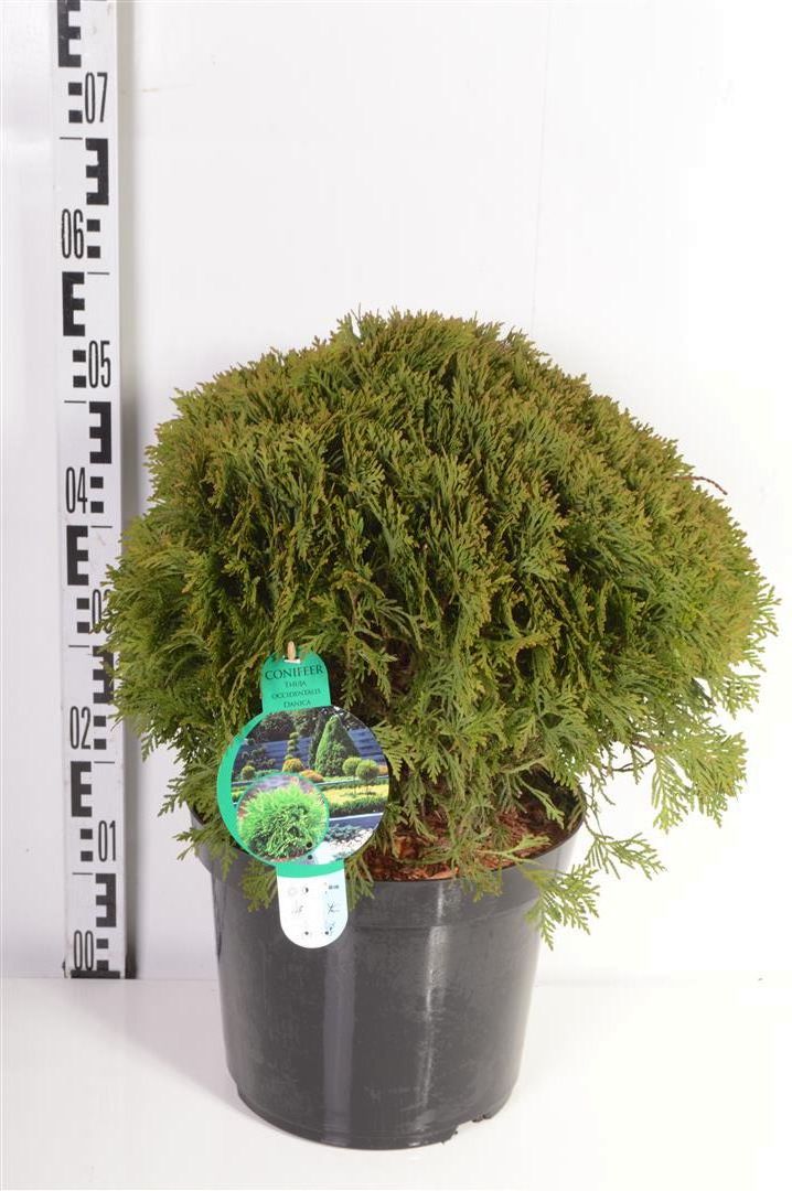 Thuja occidentalis &