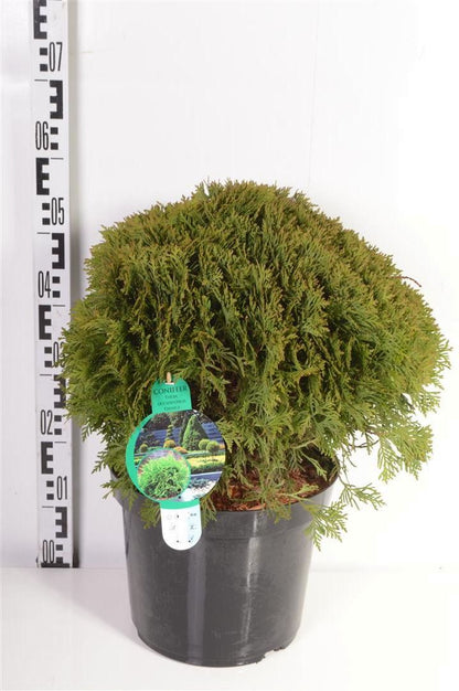 Thuja occidentalis &