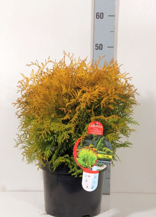 Thuja occ. 'Golden Globe'