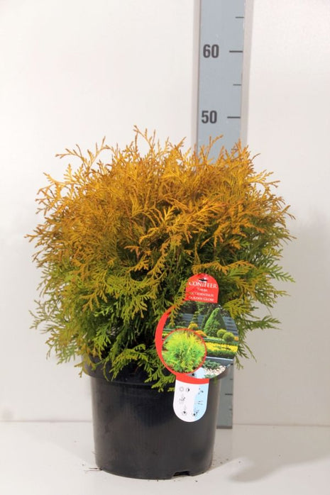 Thuja occ. 'Golden Globe'