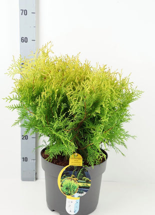 Thuja occ. 'Golden Globe'