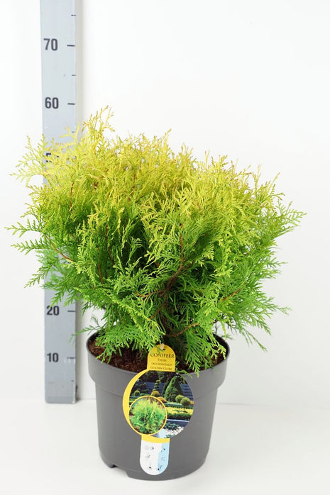 Thuja occ. 'Golden Globe'