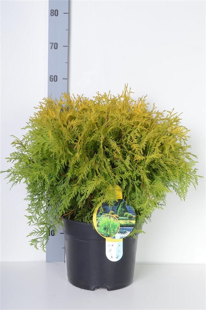 Thuja occidentalis &
