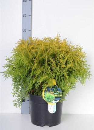 Thuja occ. 'Golden Globe'