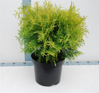 Thuja occidentalis &