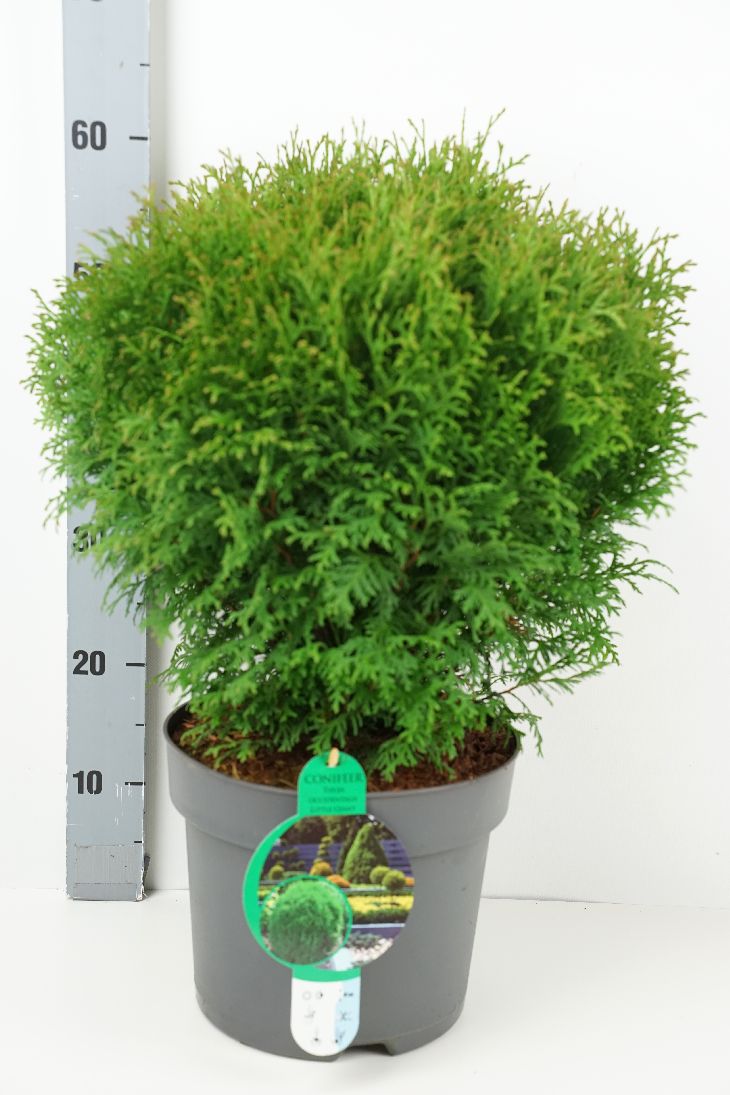 Thuja occidentalis &