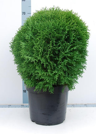 Thuja occ. 'Little Giant'