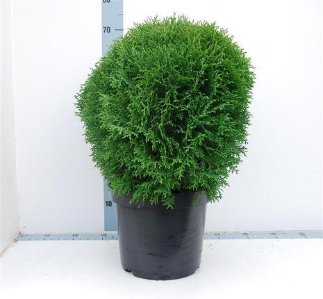 Thuja occ. 'Little Giant'