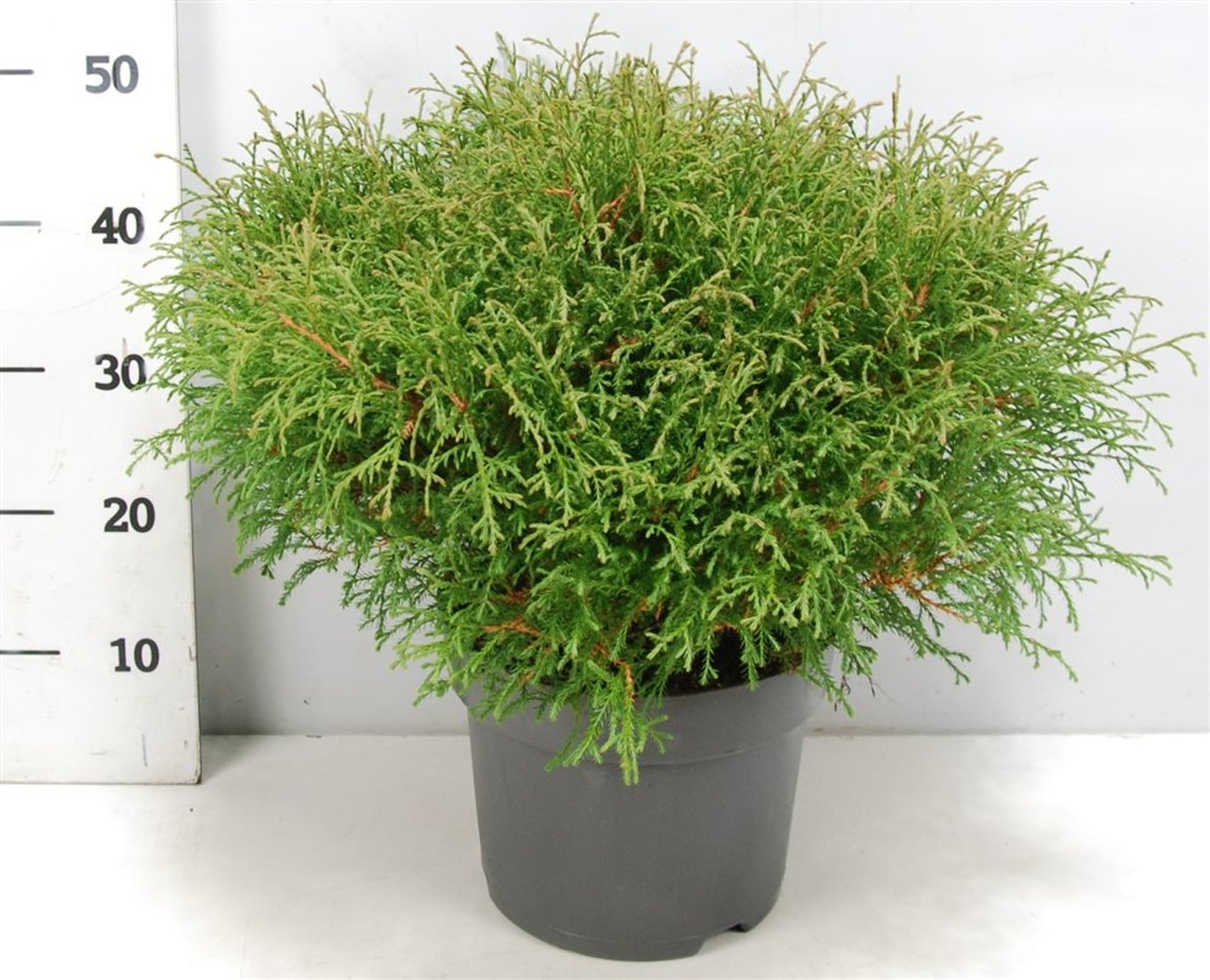 Thuja occidentalis &