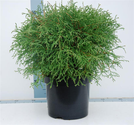 Thuja occ. 'Mr Bowling Ball'