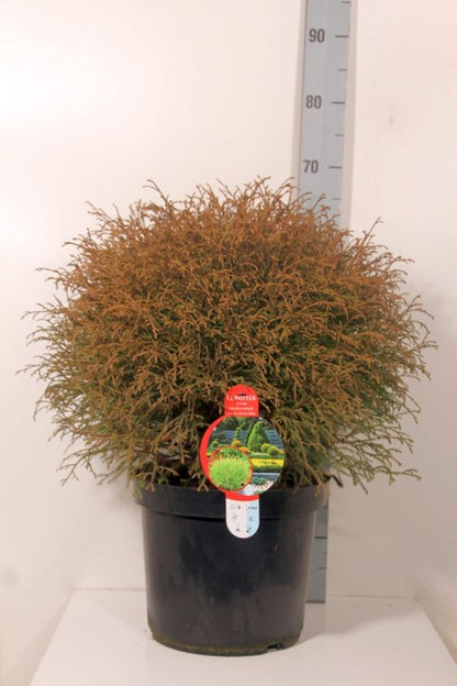 Thuja occidentalis &