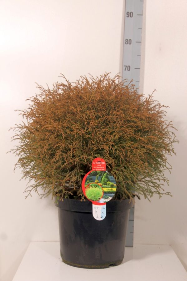 Thuja occidentalis &