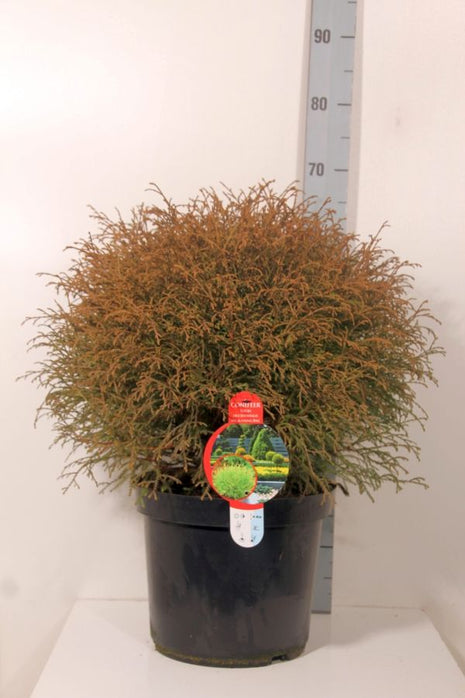 Thuja occ. 'Mr Bowling Ball'